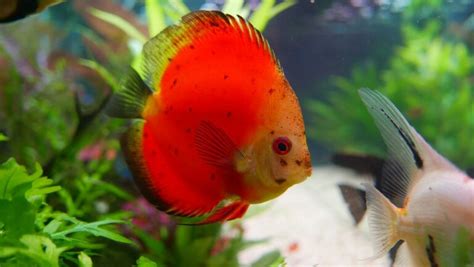 熱帶魚水溫|飼養熱帶魚 新手入門知識 – 寵物百科